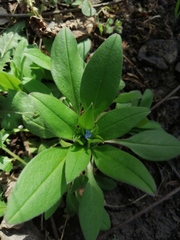Myosotis sparsiflora