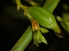 Epidendrum frutex