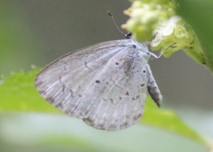 Celastrina neglecta