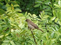 Pycnonotus pseudosimplex