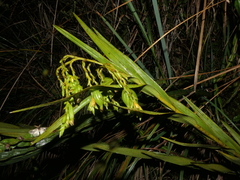 Epidendrum frutex