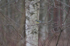 Parus major