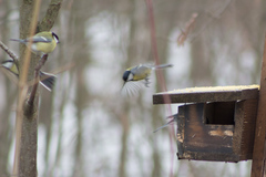 Parus major