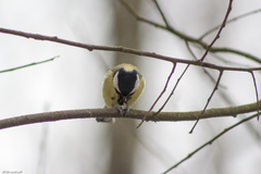 Parus major