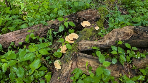 Dryad's Saddle