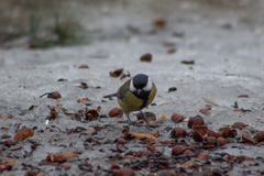 Parus major