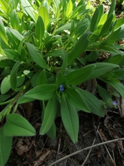 Myosotis sparsiflora