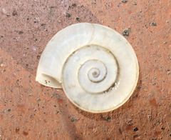 Planorbis planorbis
