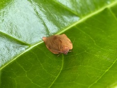 Cacoecimorpha pronubana