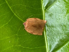 Cacoecimorpha pronubana