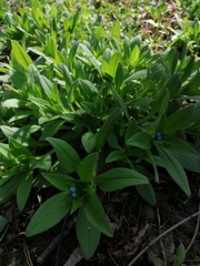 Myosotis sparsiflora