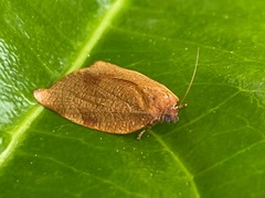 Cacoecimorpha pronubana