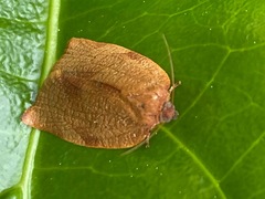 Cacoecimorpha pronubana