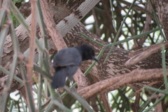 Laniarius funebris