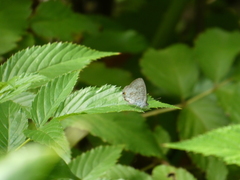 Catopyrops florinda