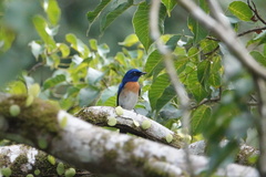 Cyornis turcosus
