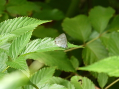 Catopyrops florinda