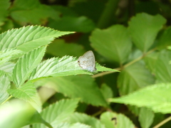 Catopyrops florinda