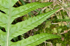 Polypodium calirhiza