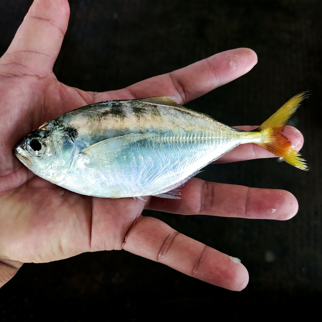 banded scad