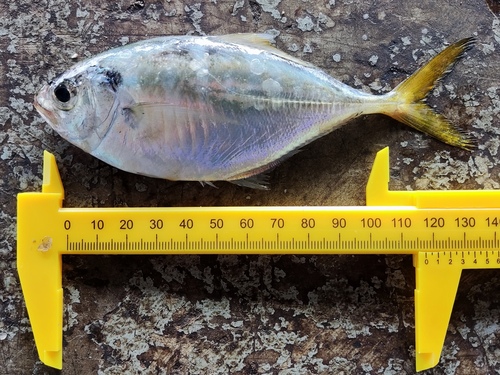 Banded scad (Alepes kleinii) — Carangidae — 3
