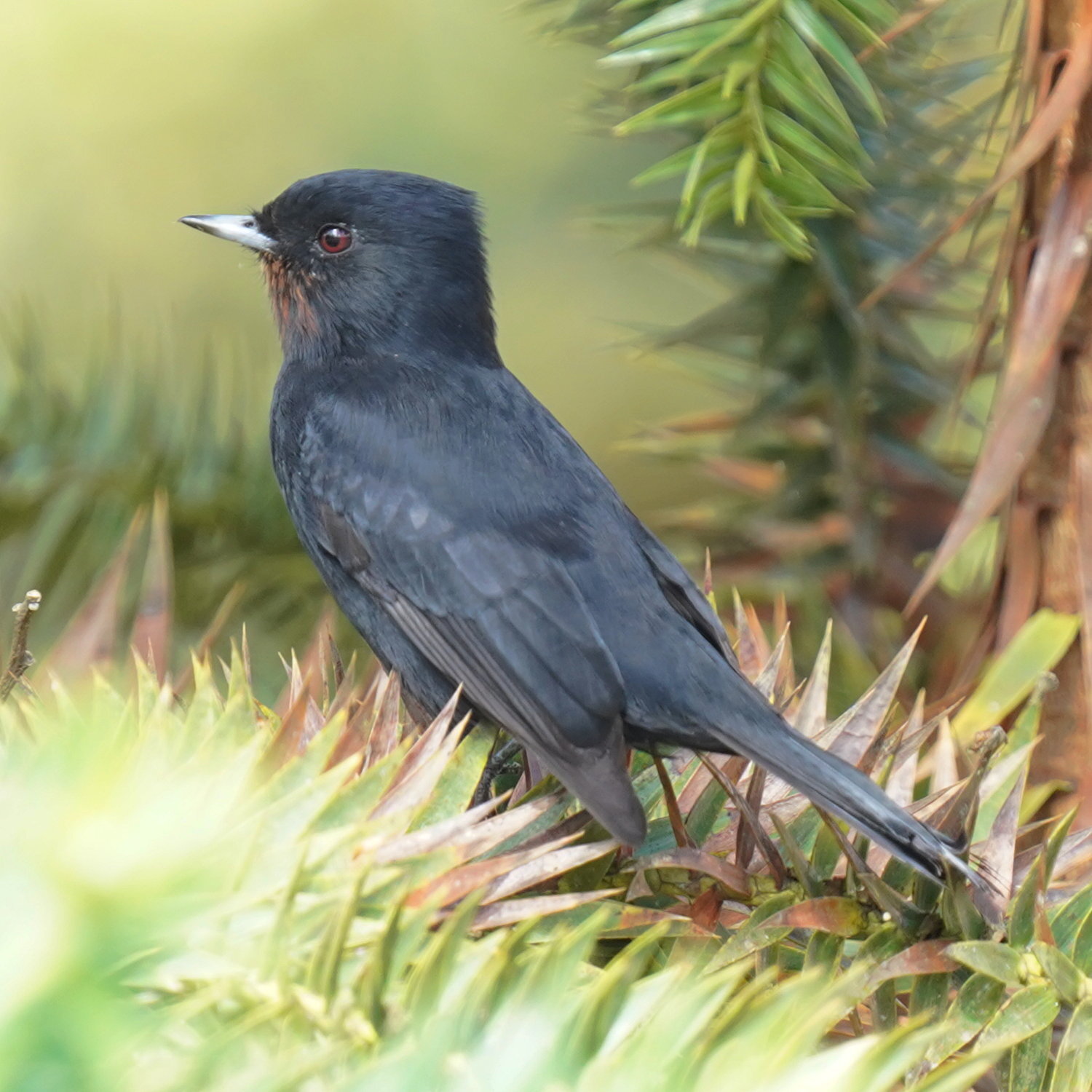 Velvety Black Tyrant (Knipolegus nigerrimus), photo 10