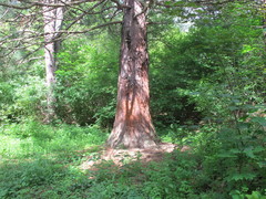 Sequoiadendron giganteum