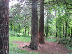 Sequoiadendron giganteum