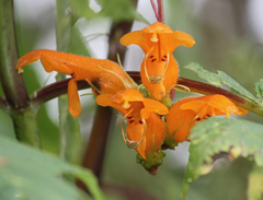 Columnea strigosa