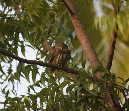 Ferruginous Pygmy-Owl (Glaucidium brasilianum)