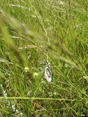 Hemiempusa capensis
