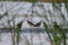 Calidris pugnax