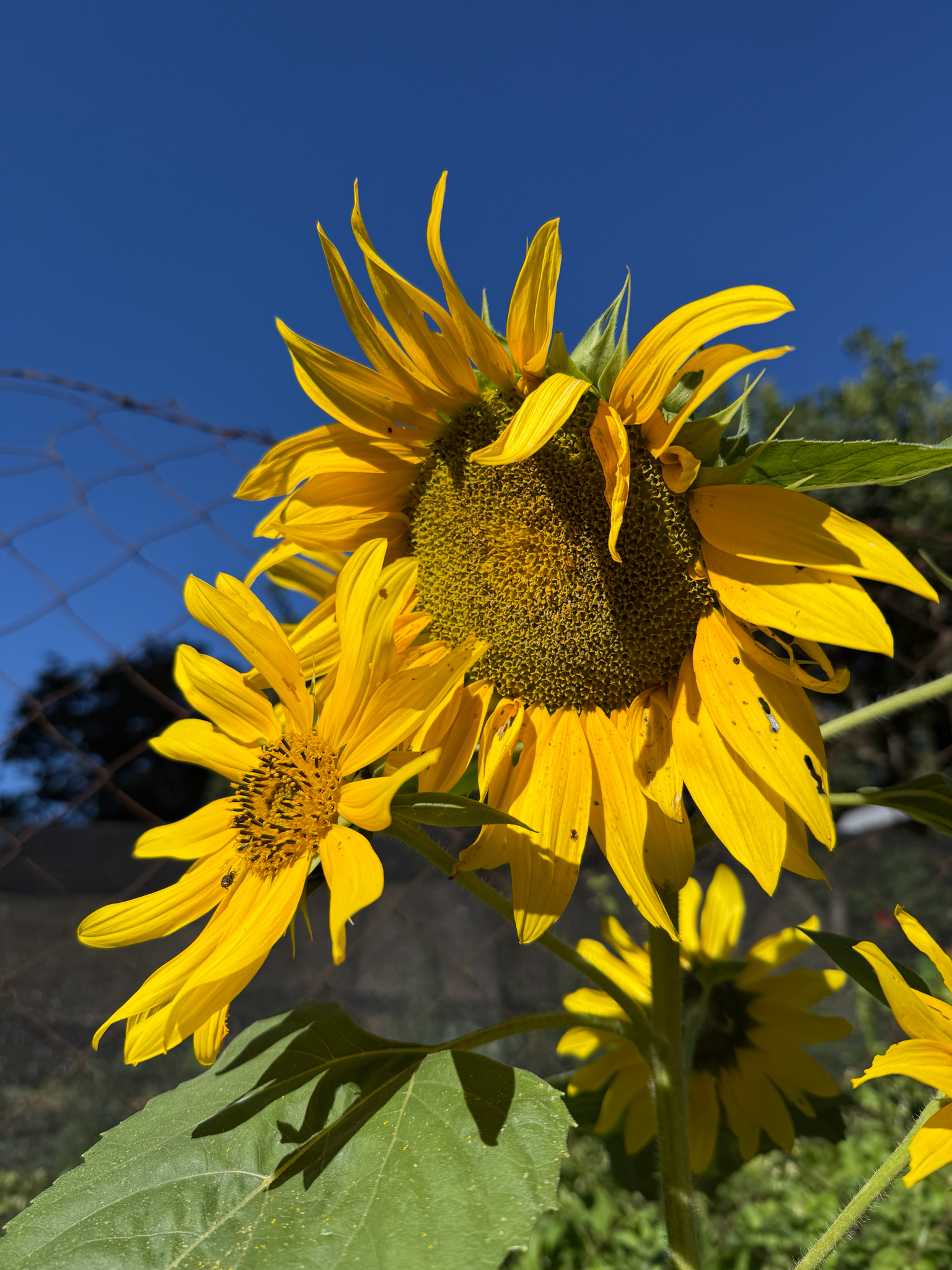 Helianthus annuus