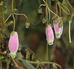 Kohleria affinis
