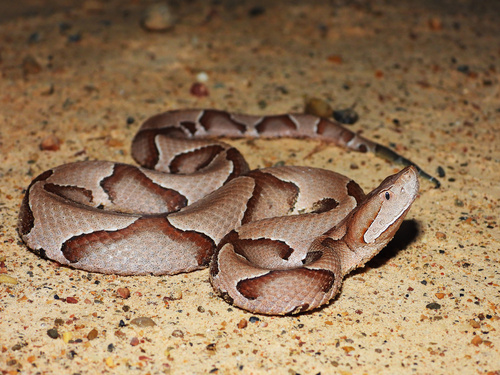 Eastern Copperhead, photo 2 of 10