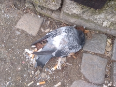 Columba livia domestica