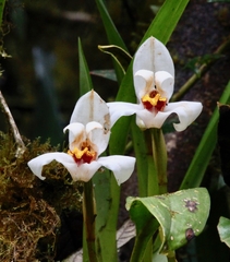 Maxillaria grandiflora