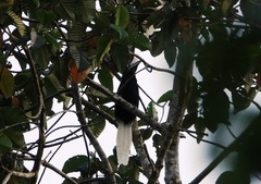 Berenicornis comatus