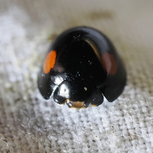 Twice-struck Lady Beetle photo 5