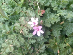 Erodium cicutarium