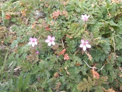 Erodium cicutarium