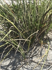 Spinifex sericeus