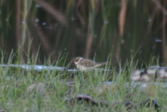 Charadrius dubius