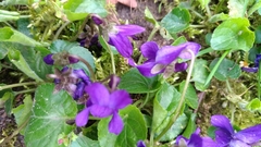 Viola odorata