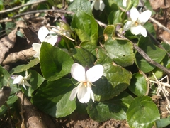 Viola alba