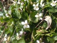 Viola alba