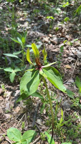 Trillium viridescens, photograph 1