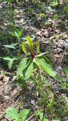 Trillium viridescens