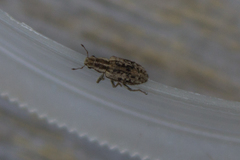 Sitona macularius