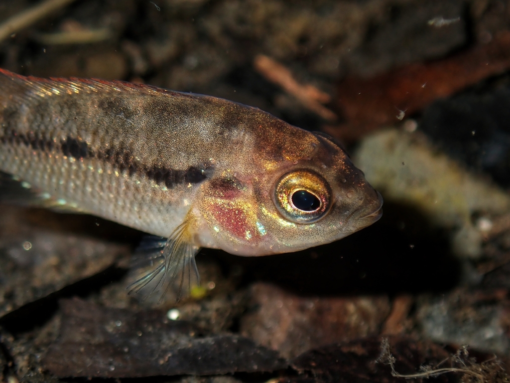 redside cichlid